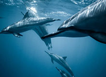 弹无虚发!邓肯-罗宾逊在训练师指导下进行专项三分球投射训练